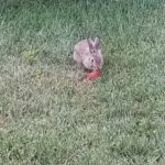 I learned that rabbits really like apple peels.